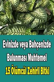 Evinizde Veya Bahcenizde Bulunmasi Muhtemel 15 Olumcul Zehirli Bitki Sosyolife Net Bitki Bahce Organik Bahcecilik Fikirleri