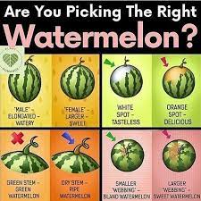 Are You Picking The Right Watermelon Follow Keto Plus Via Plantromance Watermelon Plant Sweet Watermelon Watermelon