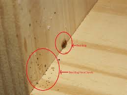 However, these bite marks may take as long as 14 days to develop in some people so it is important to look for other clues when determining if bed bugs have infested an area. 7 Tips To Control Bed Bugs My Decorative