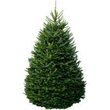 Where Can I Buy A Christmas Tree Near Me Trick Di 2020