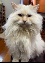 Lost cat in Boolaroo area