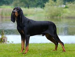 Black And Tan Bloodhound Puppy Life Span Of Black And Tan Coonhound In 2020 Hound Dog Breeds Coonhound Hound Dog