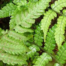 Image result for Deparia