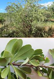 Image result for Gymnosporia senegalensis
