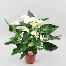 Anthurium Andr White Winner O17cm