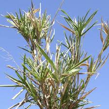 Image result for Panicum schinzii