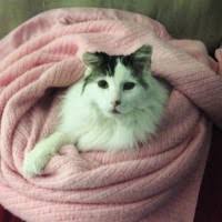 1,049 likes · 1,533 were here. Fish Creek 24 Hr Pet Hospital Linkedin