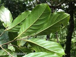 Image result for Ocotea