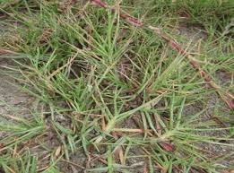 Image result for Paspalum