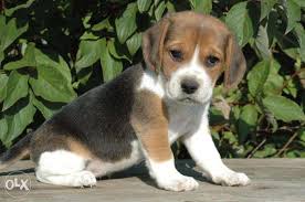 Would you be interested in fostering a dog/puppy? Cute Beagle Puppies For Sale In Bangalore Olx L2sanpiero
