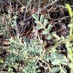 Image result for Indigofera colutea