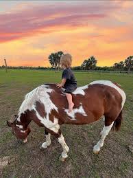 Image result for sharon hooijkaas