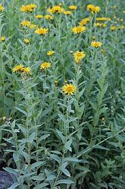 Image result for Pentanema