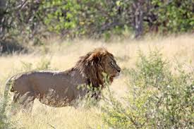 Jutting into the okavango delta, the moremi game reserve preserves the heart of africa's finest game viewing region. Moremi Game Reserve African Special Tours
