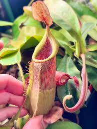 Image result for Polystachya epiphytica