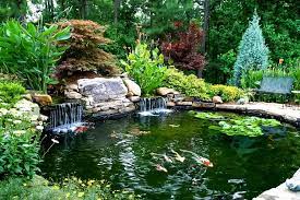 Aquatic Plants Pond Landscaping Ponds Backyard Backyard Water Feature