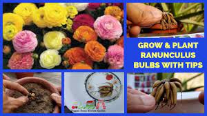 How To Grow And Plant Ranunculus Bulbs Corms Persian Buttercup Flowers Persian Buttercup Ranunculus Plants