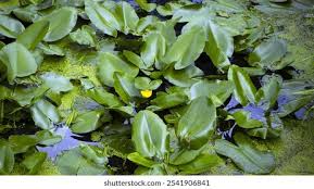 Image result for Hydrocharitaceae