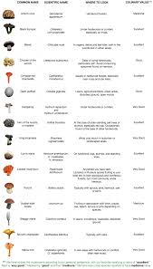 wild mushroom chart stuffed mushrooms growing mushrooms