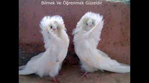 Mantolu Guvercinler Mantolu Guvercin Ozellikleri Youtube
