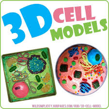 Jan 15, 2021 · 3d model of a plant cell. How To Create 3d Plant Cell And Animal Cell Models For Science Class Animal Cells Model Plant And Animal Cells Animal Cell Project
