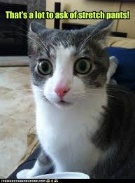 That S A Lot To Ask Of Stretch Pants In 2021 Funny Pictures Funny Cats Crazy Cats