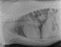 The protocol will often differ based on the symptoms your dog presents with. Neoplasia Of The Respiratory System In Small Animals Respiratory System Veterinary Manual