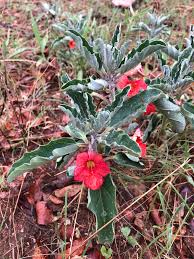 Image result for Pterodiscus angustifolius