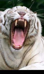 Tiger Live Wallpaper For Android App Free Download Live Wallpapers Tigers Live Android Wallpaper