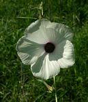 Image result for Hibiscus rhabdotospermus