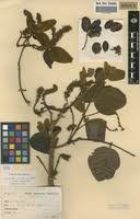 Image result for Combretum psidioides