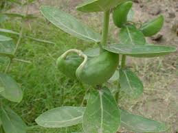 Image result for Calotropis gigantea