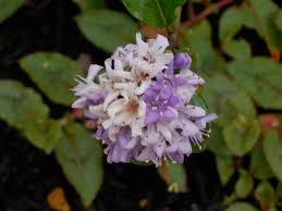 Image result for Ehretia rigida