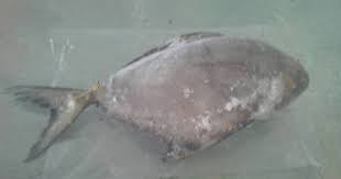 Resep ikan bawal putih 75. Ikan Duai Hitam Rm10 00 Seekor Mdmart