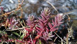 Image result for Chenolea