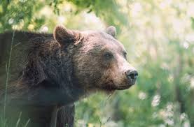 Whether the new spots will be enough to lure the staff back from their homes in europe is another question. What You Need To Know About Camping And Hiking In Grizzly Country