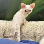 Devon Rex