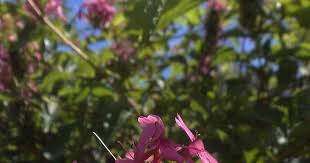 Image result for x Ruttyruspolia 'Phyllis van Heerden'