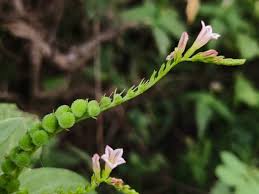 Image result for Spigelia anthelmia