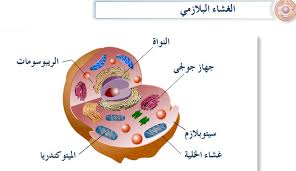 نتيجة بحث الصور عن خلية حيوانيه
