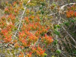 Image result for Combretum holstii
