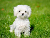 Sono piccoli di dimensioni e molto amorevoli. Cani Di Piccola Taglia Da Appartamento Scopri Le Razze Ideali
