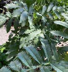 Image result for Melianthus major