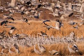 Migrate Hibernate Or Adapt Venture Rv