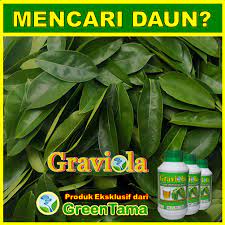 Durian belanda ubat penyakit kanser. Rawat Kanser Dengan Daun Durian Jus Daun Durian Belanda Facebook