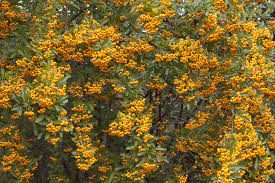 Image result for Pyracantha coccinea soleil d'or