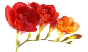 Simple Steps To Fabulous Fragrance With Freesia Easy To Grow Bulbs