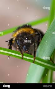 Image result for Bombus magnus