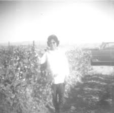 A Look Into The Life Of Niland Tomato Farmers During The Mid 20th Century Imperial County Life 20th Century