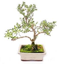 This japanese holly bonsai is suitable for outdoor use and can withstand several degrees of frost. Bonsai Ilex Crenata Japanese Holly 8 Years Buy Online In Bahamas At Bahamas Desertcart Com Productid 131771833